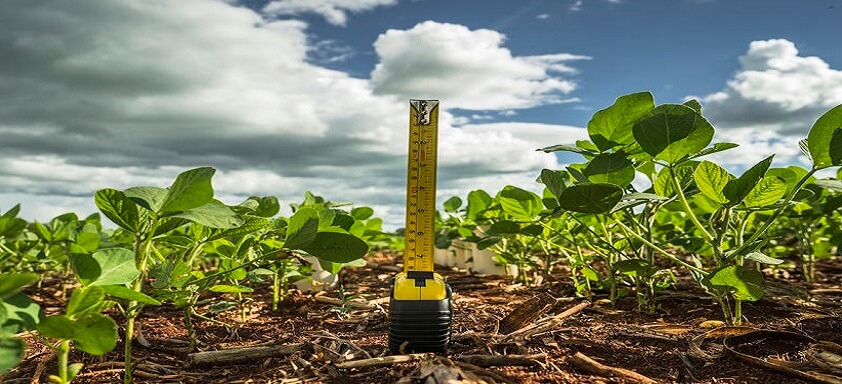Tratamento de semente com diamidas protege melhor a soja