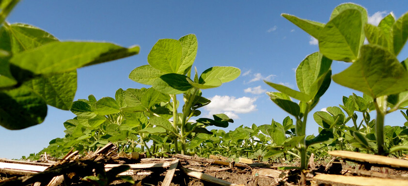 Tratamento de sementes de soja