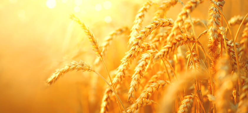 Lavoura de trigo
