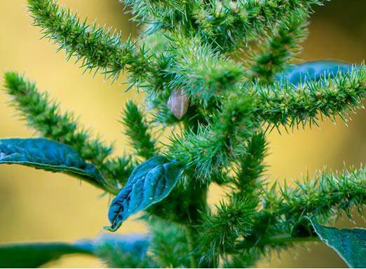 Caruru é uma das plantas daninhas que prejudicam a lavoura