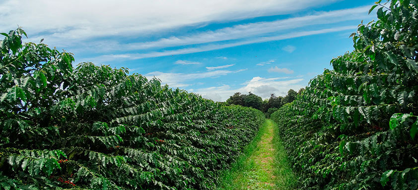 Lavoura de café