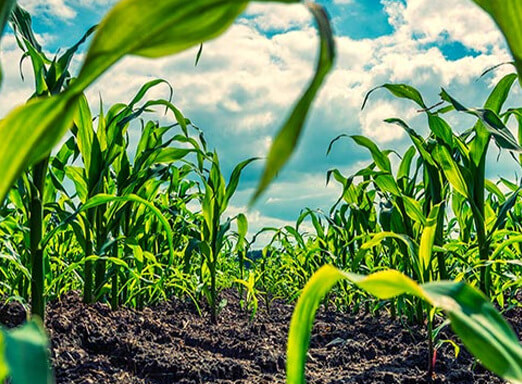 Lavoura de milho
