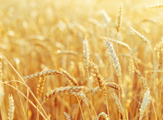 Lavoura de trigo