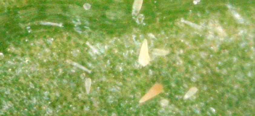 Ácaro-da-falsa-ferrugem 