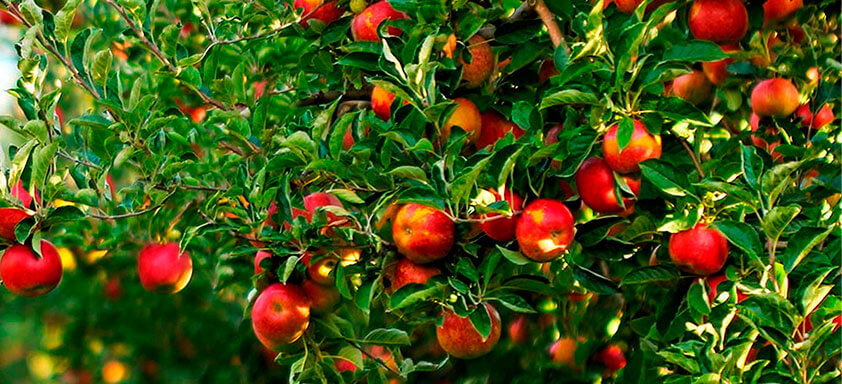 Lavoura de maçãs