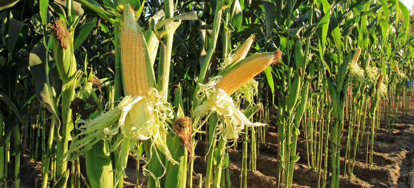Lavoura de milho