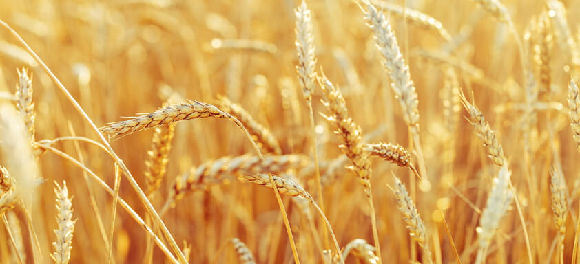 Lavoura de trigo