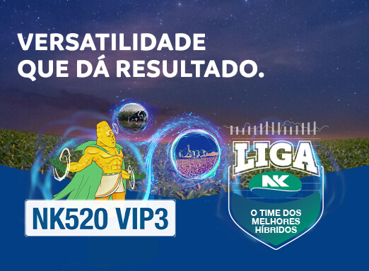 Conheça o NK520 VIP3, o lançamento de milho da NK com dupla aptidão