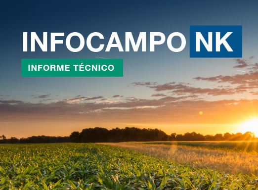 InfoCampo NK