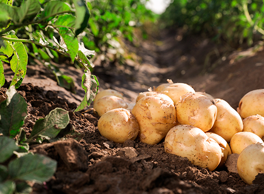 Plantação de batata