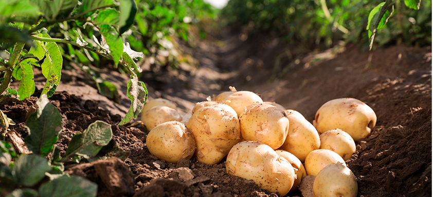 Plantação de batata