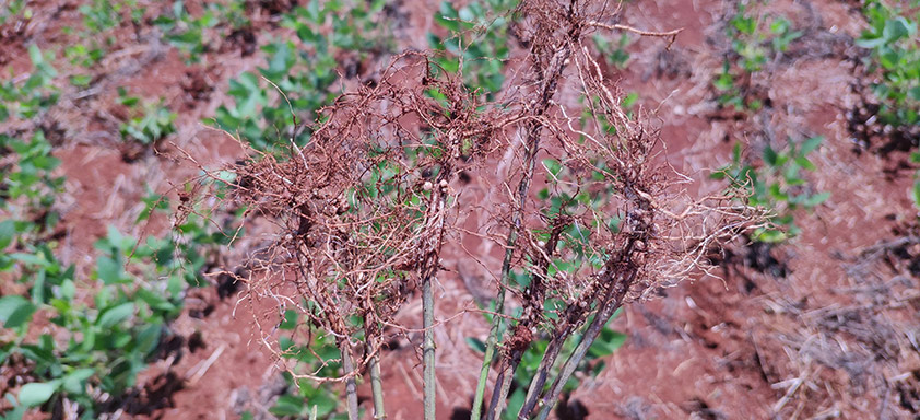 Nematoides na soja