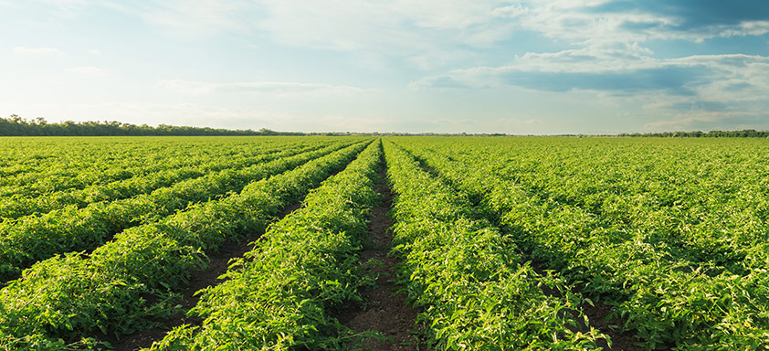 Lavoura de tomate