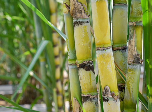 Lavoura de cana-de-açúcar