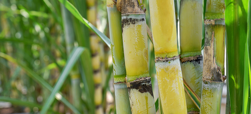 Lavoura de cana-de-açúcar