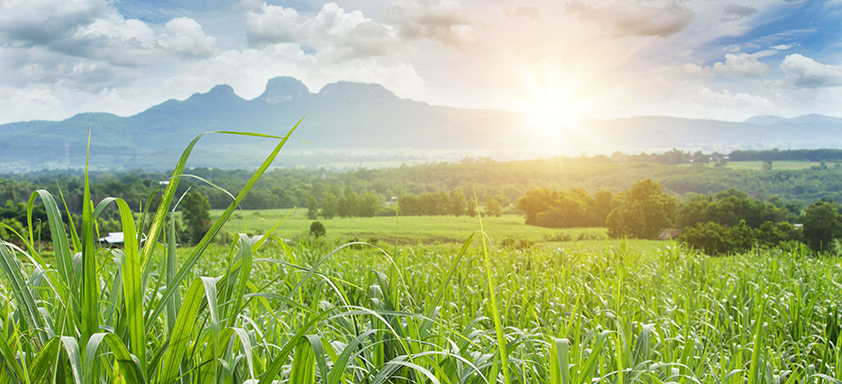 Clima afeta cana-de-açúcar