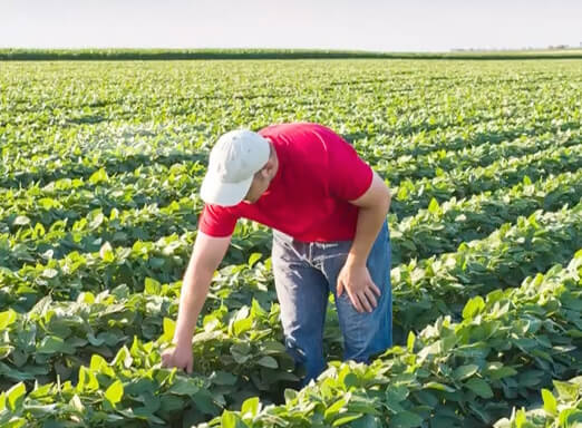 Trabalhador rural em lavoura de soja