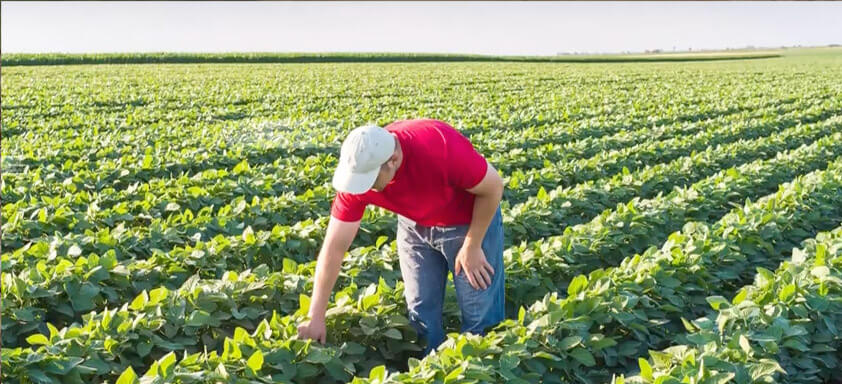 Trabalhador rural em lavoura de soja