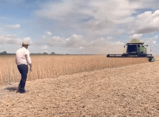 Colheitadeira e trabalhador rural em lavoura de soja