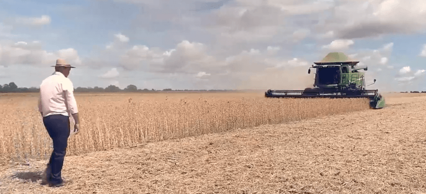 Colheitadeira e trabalhador rural em lavoura de soja