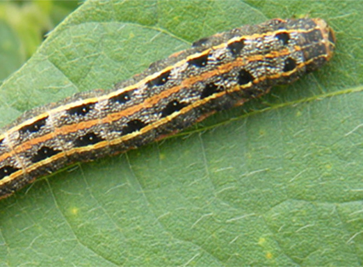 Lagarta Spodoptera