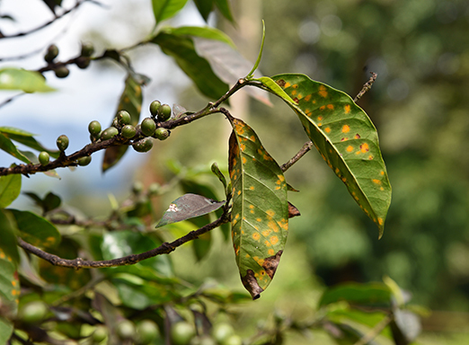 Ferrugem-do-cafeeiro