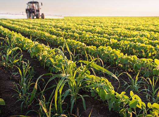 Lavoura de soja com infestação de planta daninha