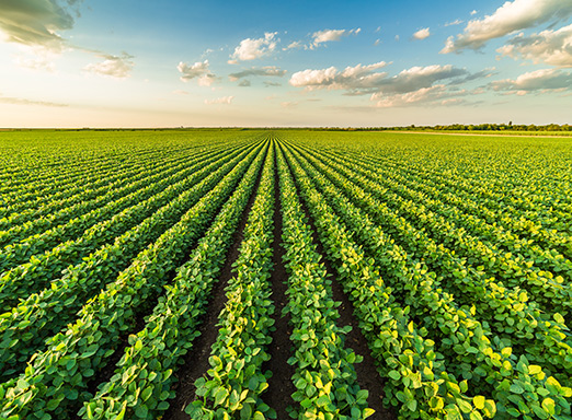 Estande bem estabelecido de soja