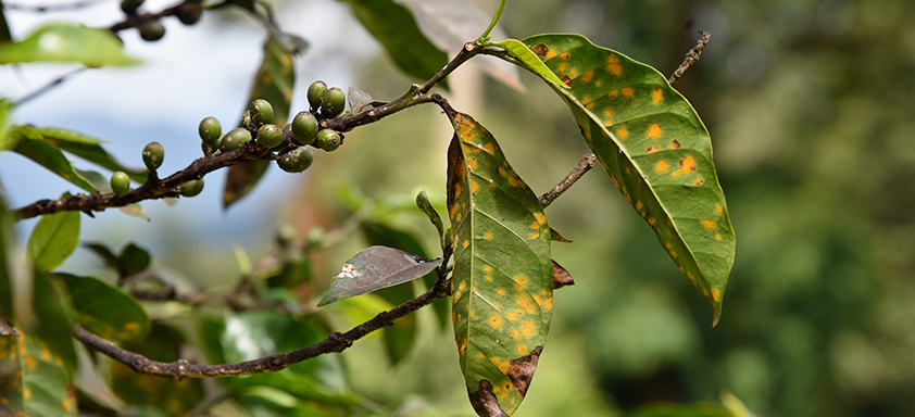 Ferrugem-do-cafeeiro