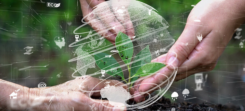 Mãos semeando muda de planta no solo