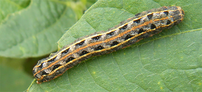 Lagarta Spodoptera