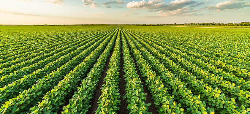 Estande bem estabelecido de soja