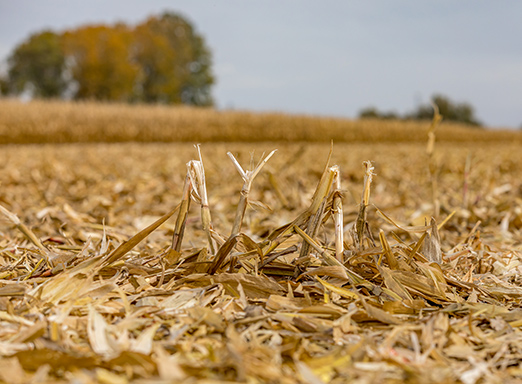 Vazio sanitário - soja