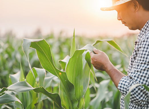 Lavoura de milho