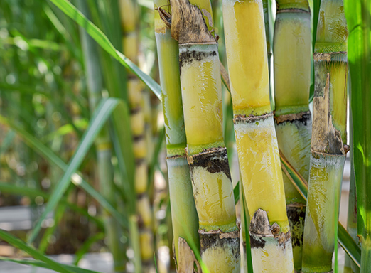 Cana-de-açúcar