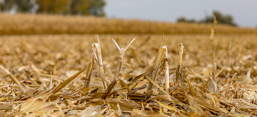 Vazio sanitário - soja