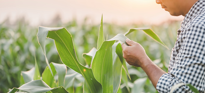 Lavoura de milho