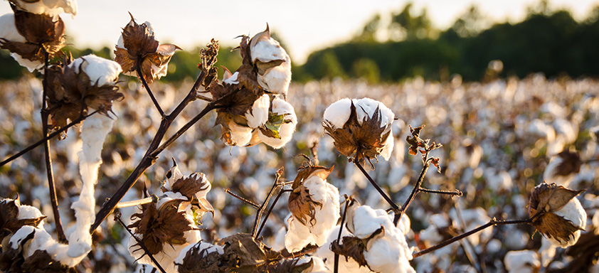 Lavoura de algodão