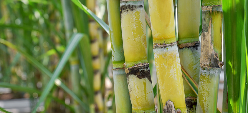 Cana-de-açúcar