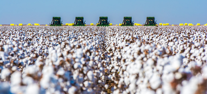 produtividade da cultura de algodão 