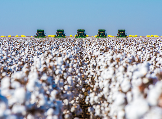 produtividade da cultura de algodão 