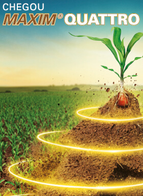 Banner do fungicida para tratamento de sementes Maxim Quattro