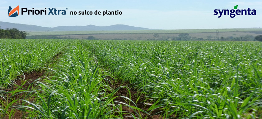 Lavoura de cana-de-açúcar