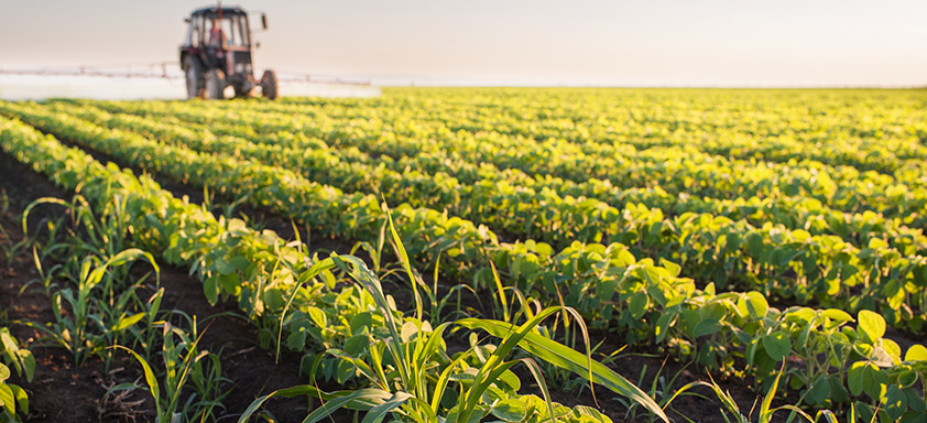 Lavoura de soja com infestação de planta daninha