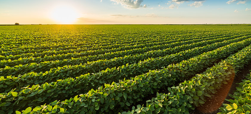 soja do Brasil deve avançar e bater novo recorde 
