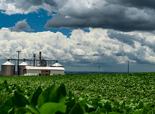 Adversidade climática nos EUA afeta produção de soja