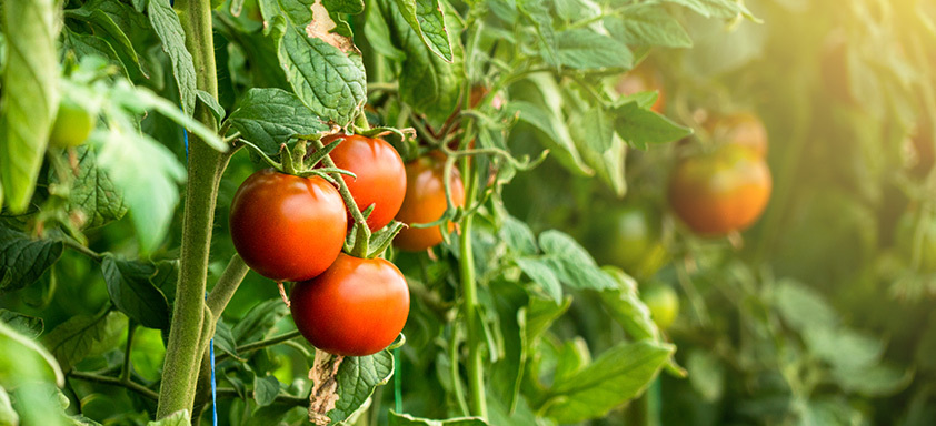 Lavoura de hortifrúti