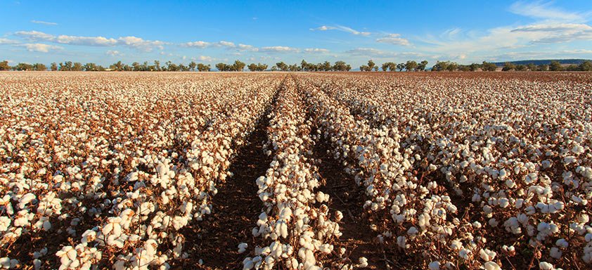 Lavoura de algodão