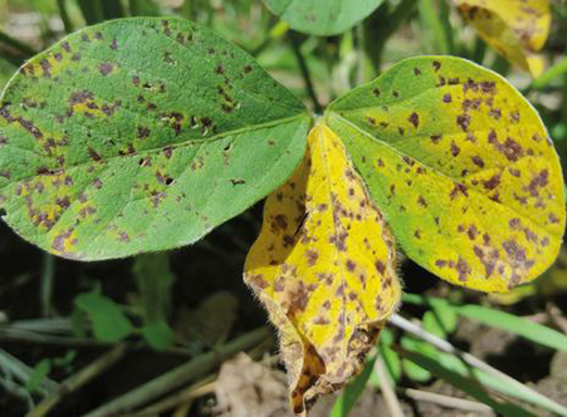 Lavoura de soja com doenças