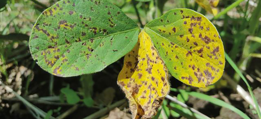 Lavoura de soja com doenças